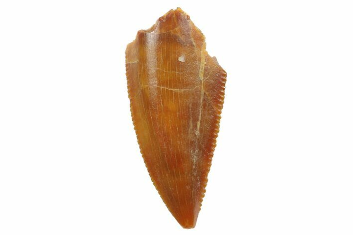 Serrated, Raptor Tooth - Real Dinosaur Tooth #186116
